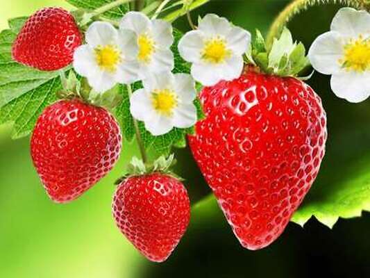 What is the Best Planter For Strawberries?