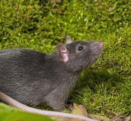 How To Get Rid of Rats In A Garden