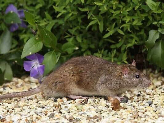 How to Get Rid of Rats in A Garden