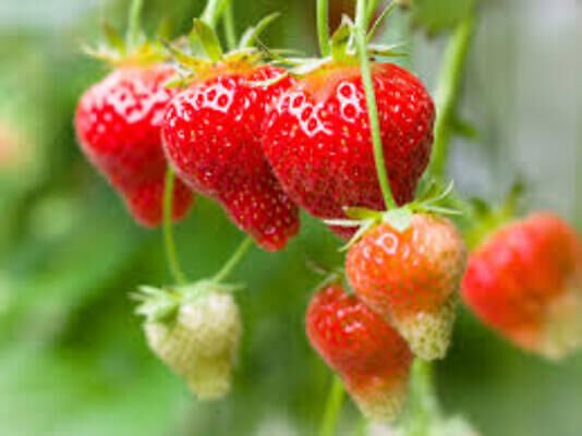 What is the Best Planter For Strawberries?