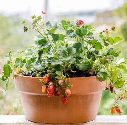 What is the Best Planter For Strawberries?