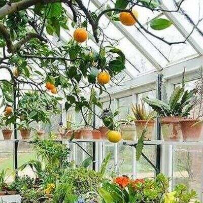 Glass Greenhouse